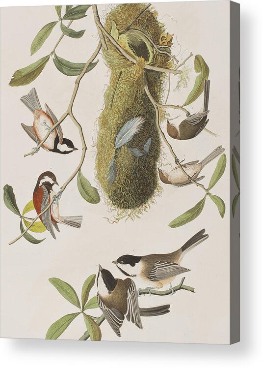 Nest Acrylic Print featuring the painting Titmouses by John James Audubon