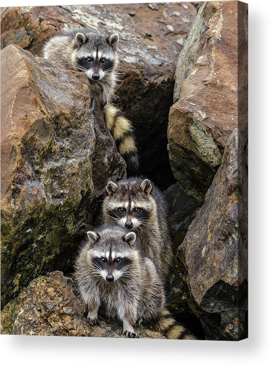 Raccoon Acrylic Print featuring the photograph Tne Raccons by Jerry Cahill