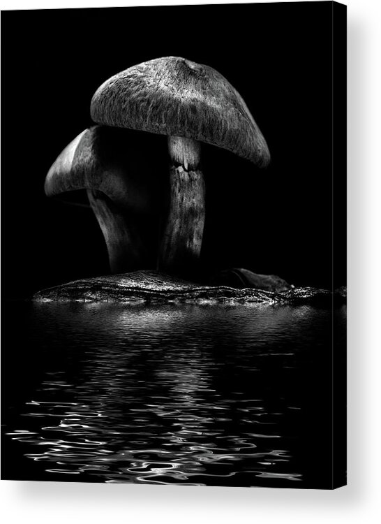 Toronto Acrylic Print featuring the photograph Toadstools On A Toronto Trail Reflection 6 by Brian Carson