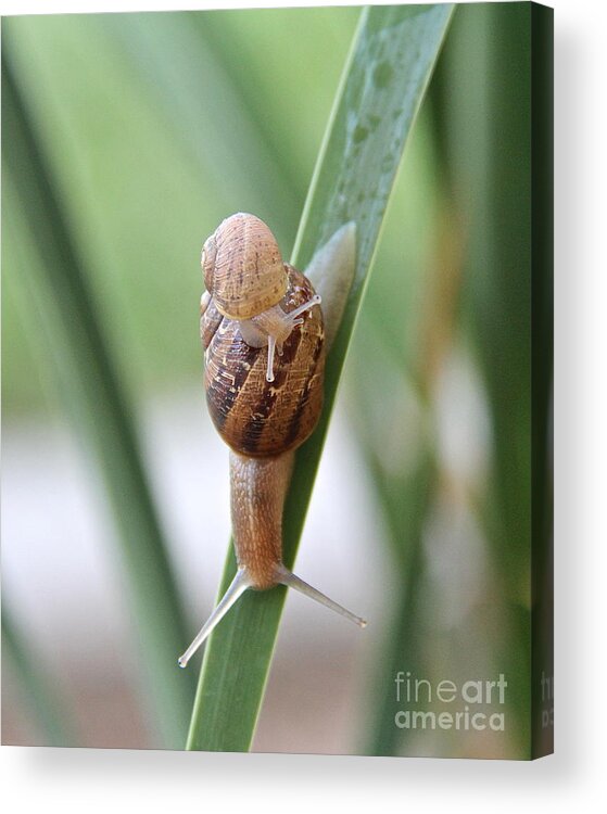 Snail Acrylic Print featuring the photograph Together Forever by Suzanne Oesterling