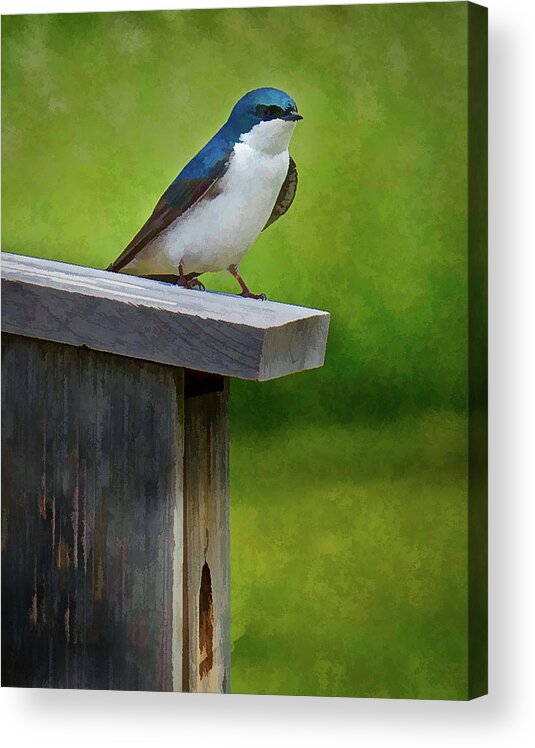Bird Acrylic Print featuring the photograph Tree Swallow by David Thompsen
