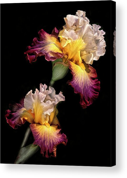 Iris Acrylic Print featuring the photograph Tricolor Iris Pair by Dave Mills