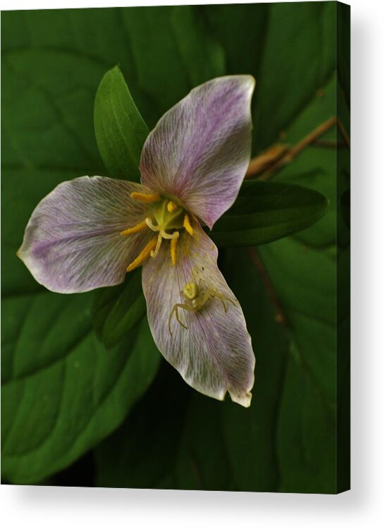 Woodpecker Acrylic Print featuring the photograph Trillium and Friend by Charles Lucas