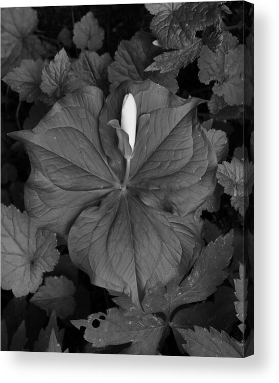 Flower Acrylic Print featuring the photograph Trillium Bud BW by Charles Lucas