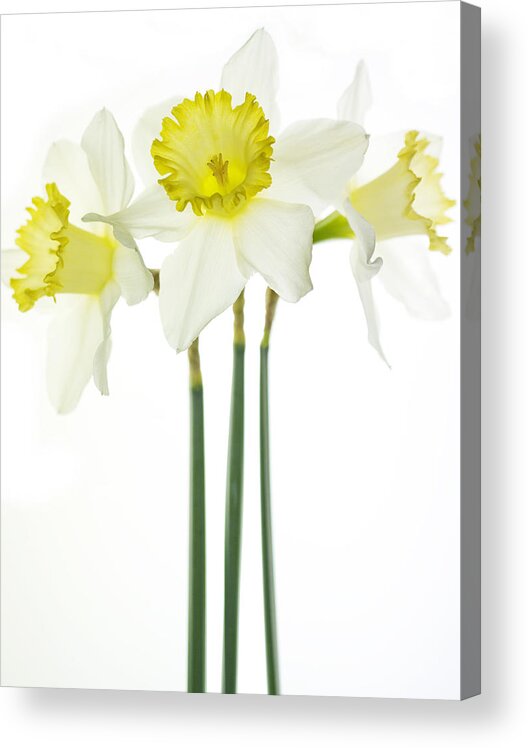 Daffodils Acrylic Print featuring the photograph Trio by Rebecca Cozart