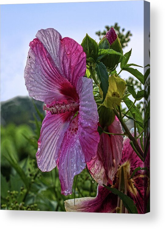 Tropical Plant Acrylic Print featuring the photograph Tropical Bloom by Robert Pilkington