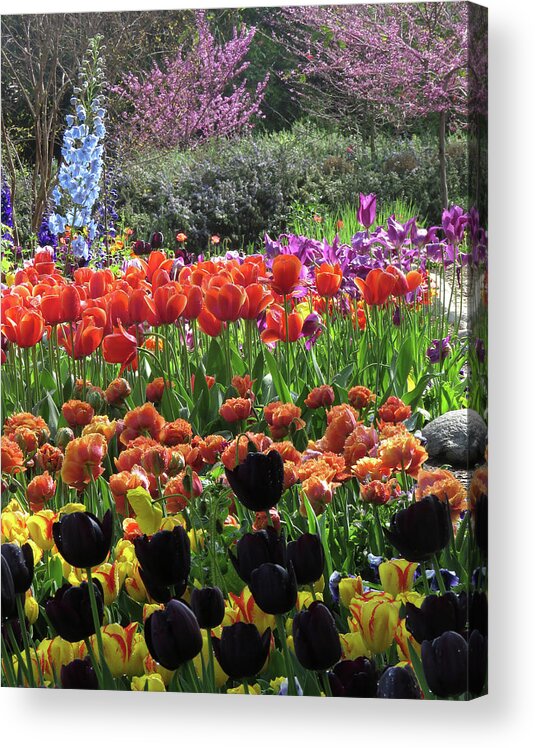 Tulips Acrylic Print featuring the photograph Tulips, Tulips, Tulips and More by Helaine Cummins