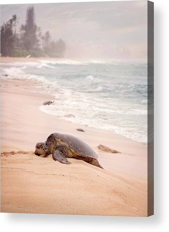 Green Sea Turtle Acrylic Print featuring the photograph Turtle Beach by Heather Applegate