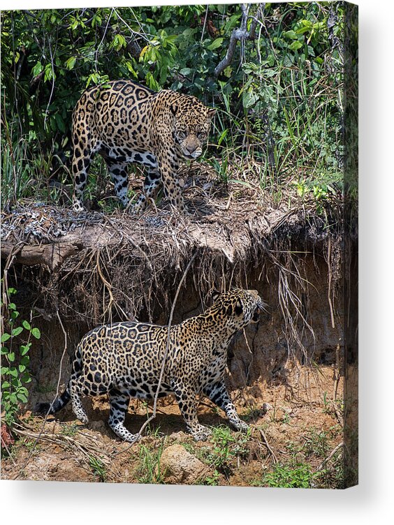 Jaguar Acrylic Print featuring the photograph Two to Tango by Wade Aiken