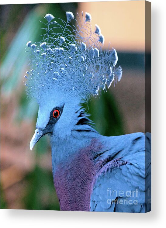 Portrait Acrylic Print featuring the photograph Victoria Crowned Pigeon by Baggieoldboy