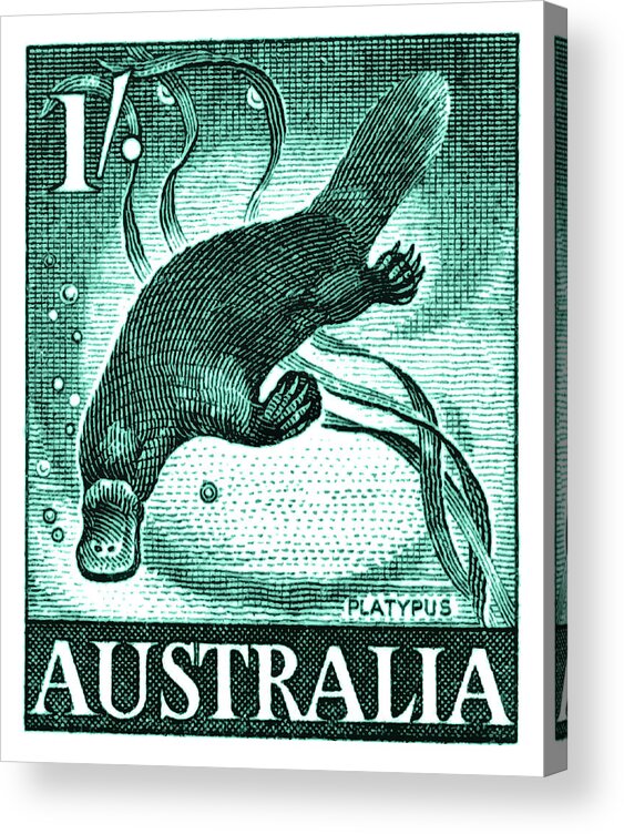 Platypus Acrylic Print featuring the digital art Vintage 1959 Australia Platypus Postage Stamp by Retro Graphics