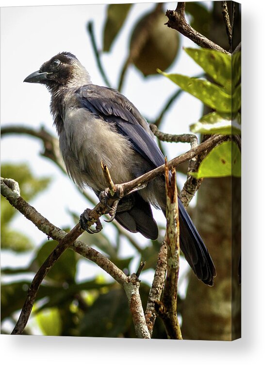 Colombia Acrylic Print featuring the photograph Violaceous Jay La Macarena Colombia by Adam Rainoff