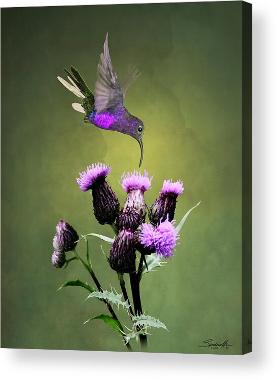 Bird Acrylic Print featuring the digital art Violet Sabrewing Hummingbird and Thistle by M Spadecaller