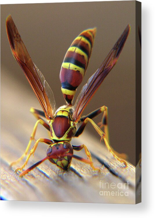 Wasp Acrylic Print featuring the photograph Wasp II by Douglas Stucky