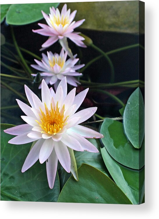 Water Acrylic Print featuring the photograph Water Lily Line by Farol Tomson