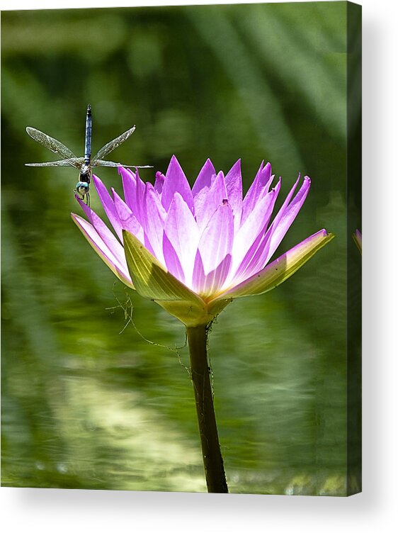 Water Lily Acrylic Print featuring the photograph Water Lily with Dragon Fly by Bill Barber