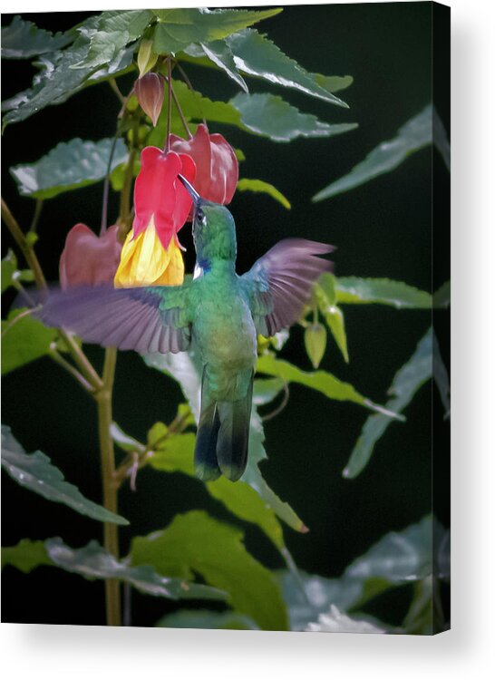Bird Acrylic Print featuring the photograph Wedge Billed Hummingbird Otun Quimbaya Pereira Colombia by Adam Rainoff