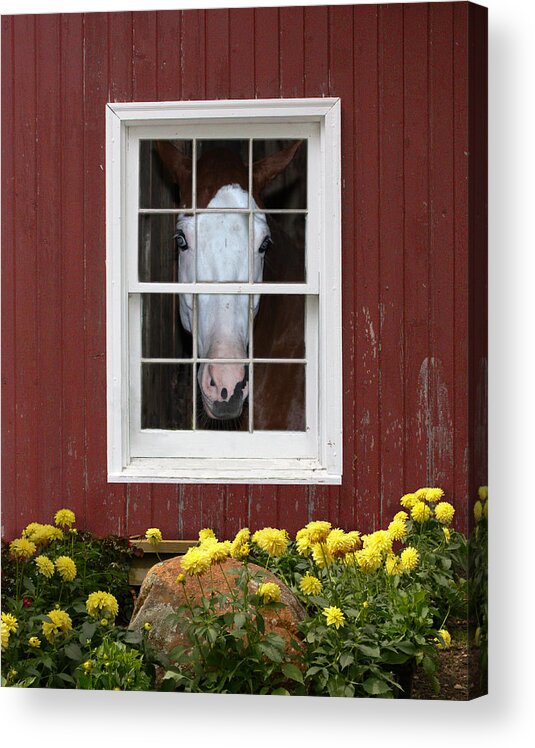 Horse Acrylic Print featuring the photograph What's Out There? by Michele A Loftus