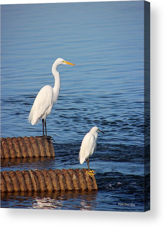 Egret Acrylic Print featuring the photograph White Egrets by Deana Glenz