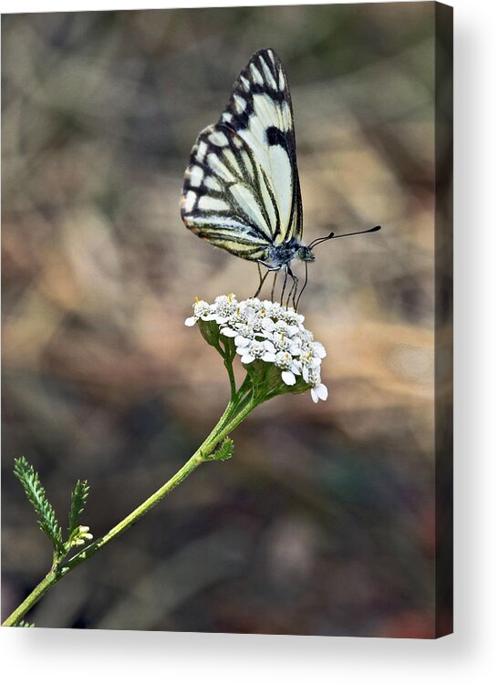 Nature Acrylic Print featuring the photograph White on White by James Steele