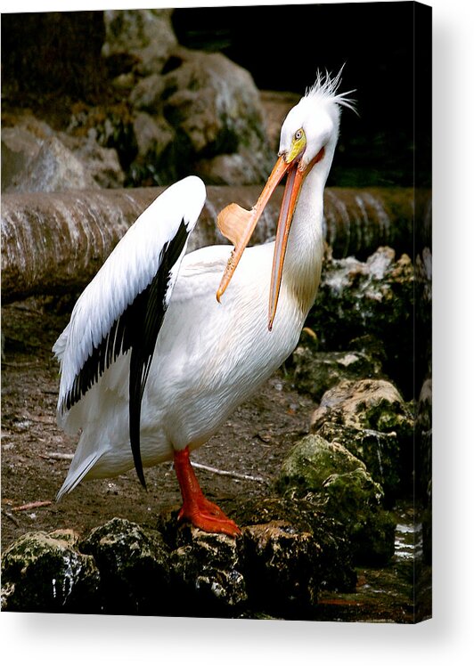 Pelican Acrylic Print featuring the photograph White Pelican by Donna Proctor