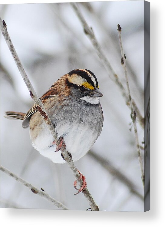 White-throated Sparrow Acrylic Print featuring the photograph White throated Sparrow by Michael Peychich