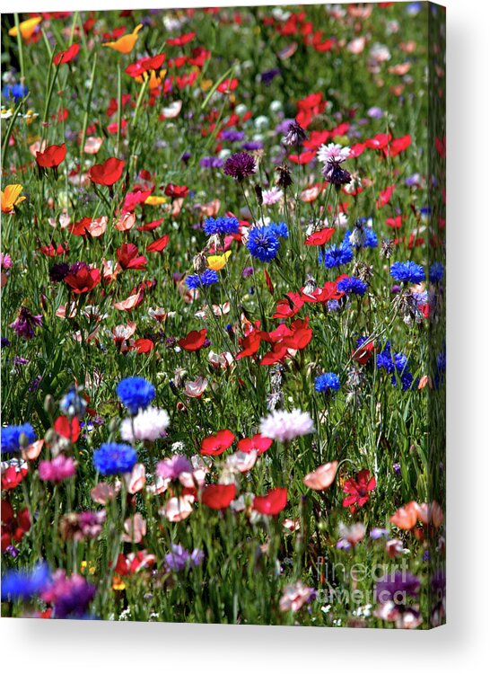 Flowers Acrylic Print featuring the photograph Wild Flower Meadow 2 by Baggieoldboy