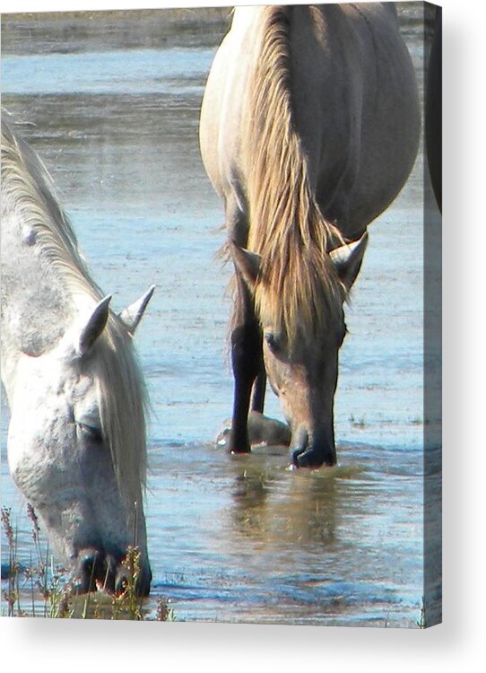 Wild Horses Drinking Water Acrylic Print featuring the photograph Wild horses drinking water by Manuela Constantin