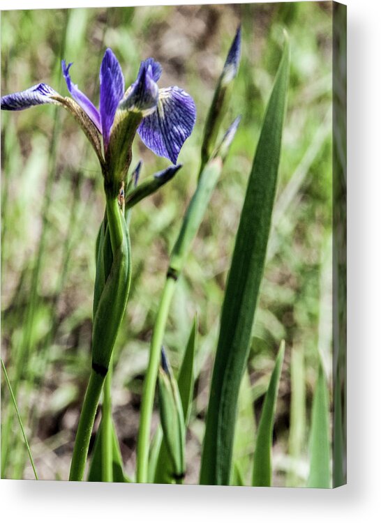 Iris Flower Acrylic Print featuring the photograph WIld Maine Iris by Daniel Hebard