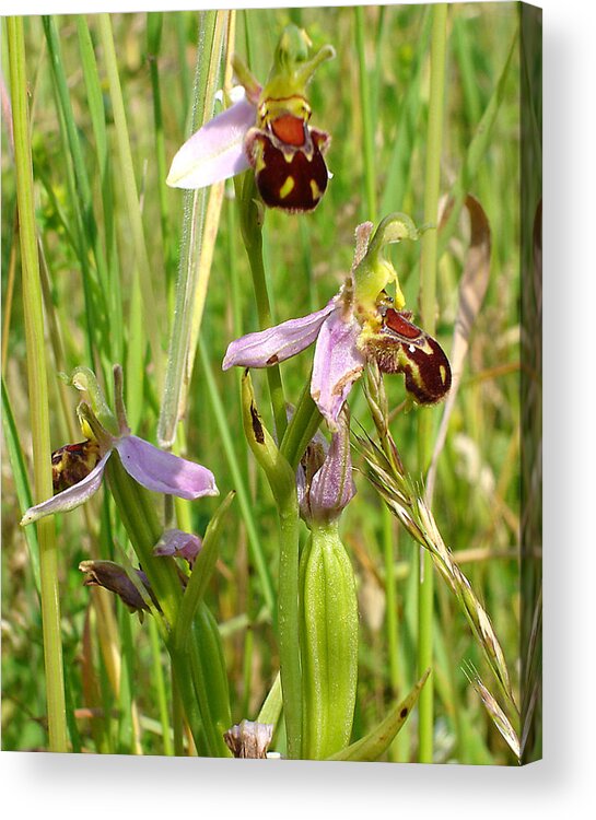 Flora Acrylic Print featuring the photograph Wild meadow bee orchids by Susan Baker