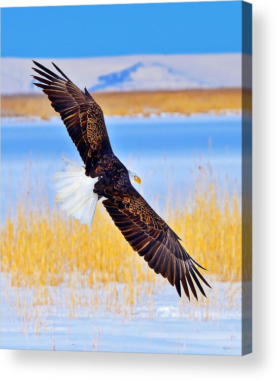 Bald Eagle Acrylic Print featuring the photograph Wingspan by Greg Norrell
