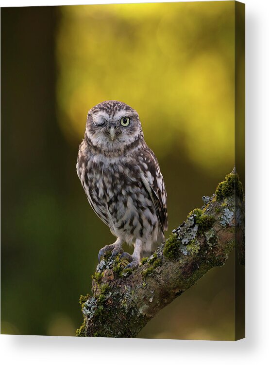 Little Owl Acrylic Print featuring the photograph Winking Little Owl by Pete Walkden