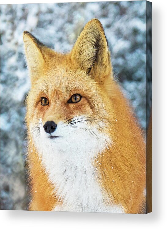 Red Fox Acrylic Print featuring the photograph Winter Fox Portrait by Mindy Musick King