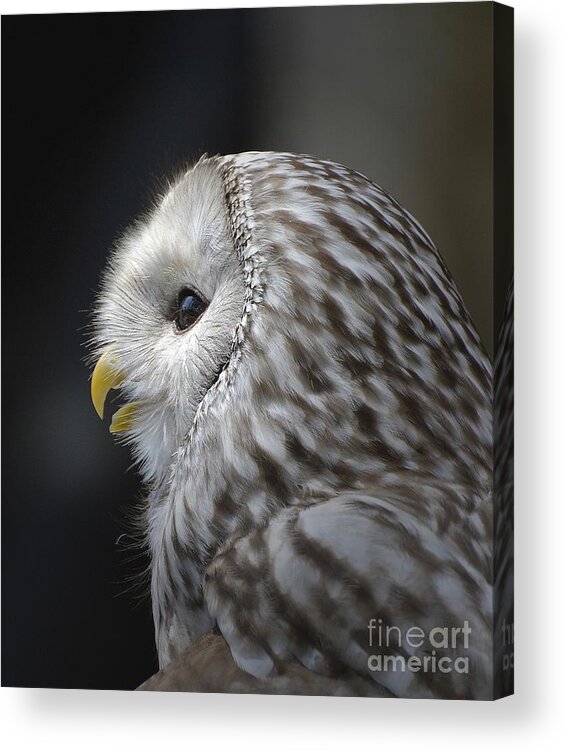 Owl Acrylic Print featuring the photograph Wise Old Owl by Kathy Baccari