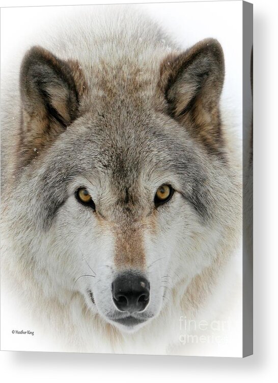 Beautiful Wolf Acrylic Print featuring the photograph Wolf Portrait by Heather King