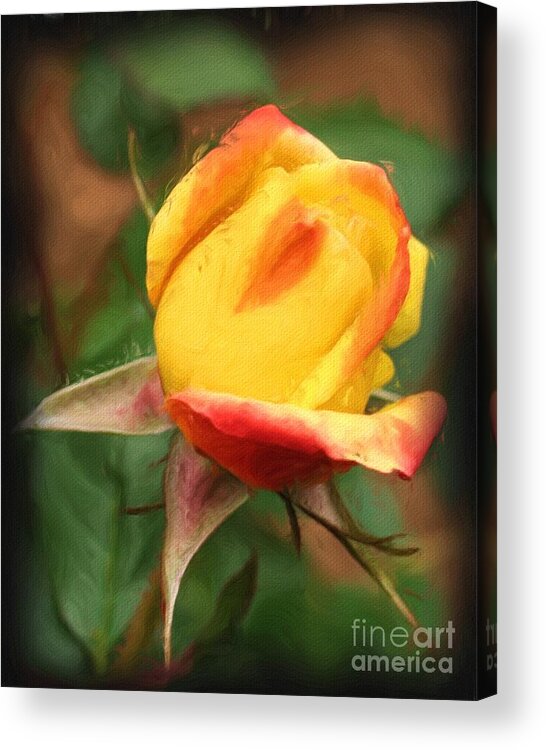 Rose Acrylic Print featuring the painting Yellow And Orange Rosebud by Smilin Eyes Treasures