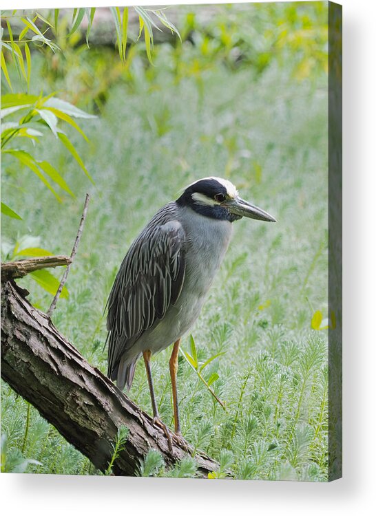 Heron Acrylic Print featuring the photograph Yellow-Crowned Night Heron 1 by Paula Ponath