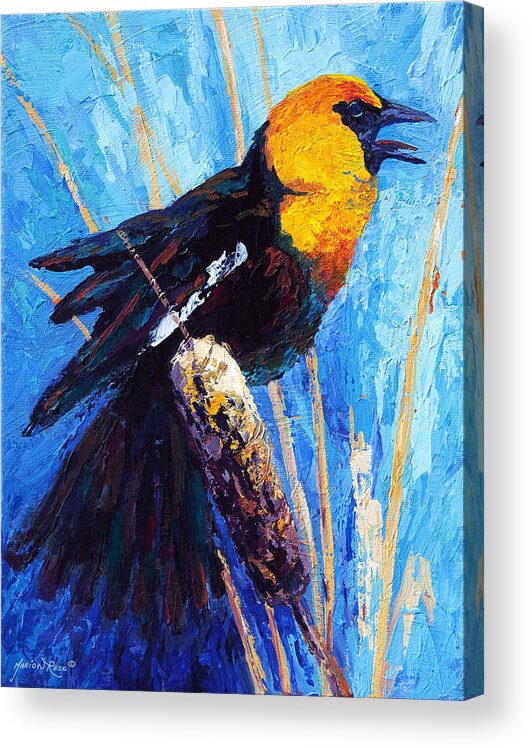 Bird Acrylic Print featuring the painting Yellow Headed Blackbird by Marion Rose