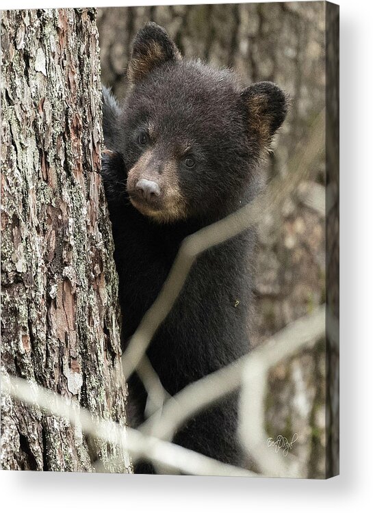 Bear Acrylic Print featuring the photograph Yes, Mom by Everet Regal