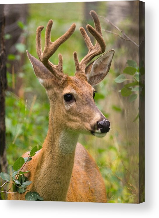 Deer Acrylic Print featuring the photograph Young Buck in Velvet by Michael Bowland