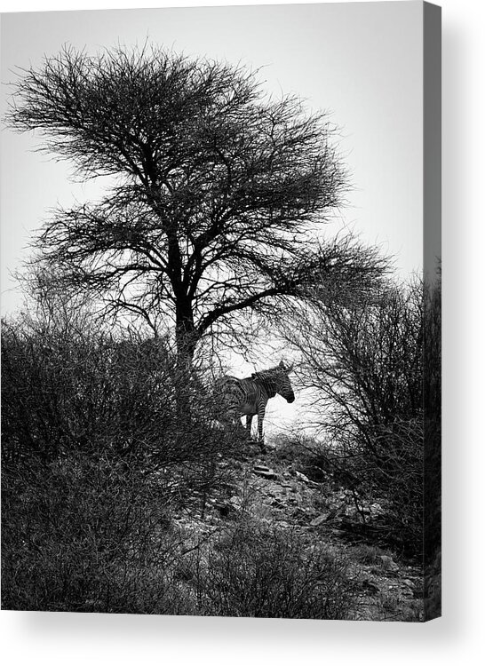 Zebra Acrylic Print featuring the photograph Zebra on a Hill by Ernest Echols