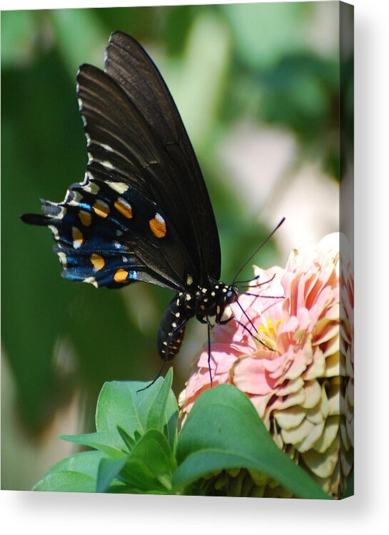 Butterfly Acrylic Print featuring the photograph Zinnia Butterfly by Cheryl Fecht