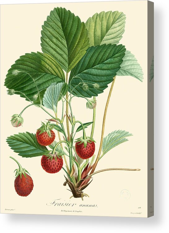 Kitchen Acrylic Print featuring the painting Bessa Strawberries #1 by Pancrace Bessa