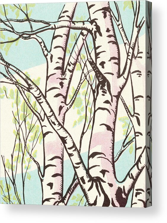 Birch Acrylic Print featuring the drawing Birch Trees #1 by CSA Images