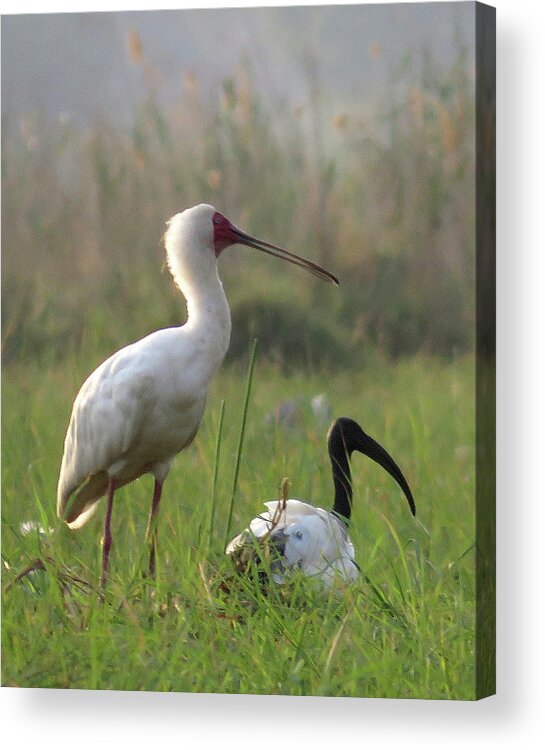 Africa Acrylic Print featuring the photograph Birds #1 by Eric Pengelly