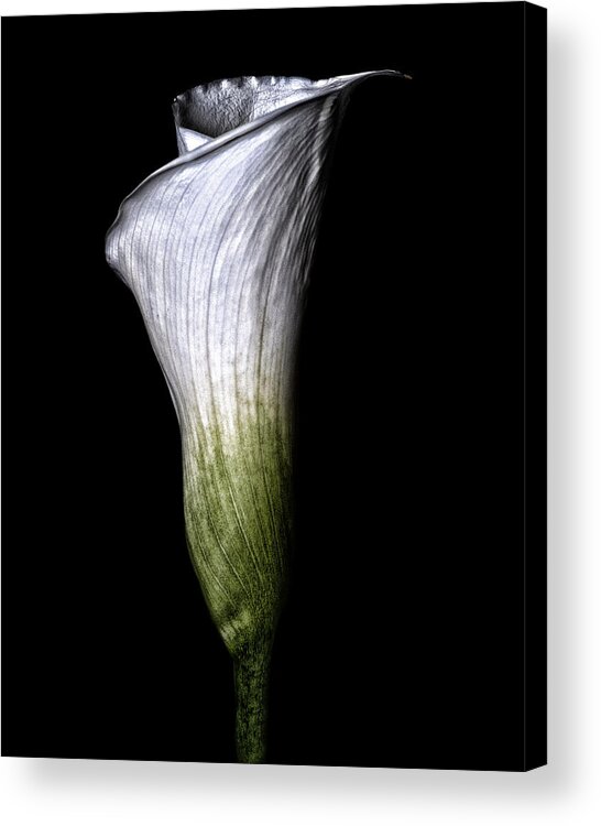 Calla Lily Acrylic Print featuring the photograph Calla Lily #1 by Lori Hutchison
