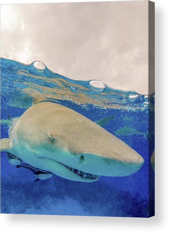 Color Image Acrylic Print featuring the photograph Close-up Of A Lemon Shark, Tiger Beach #1 by Brent Barnes
