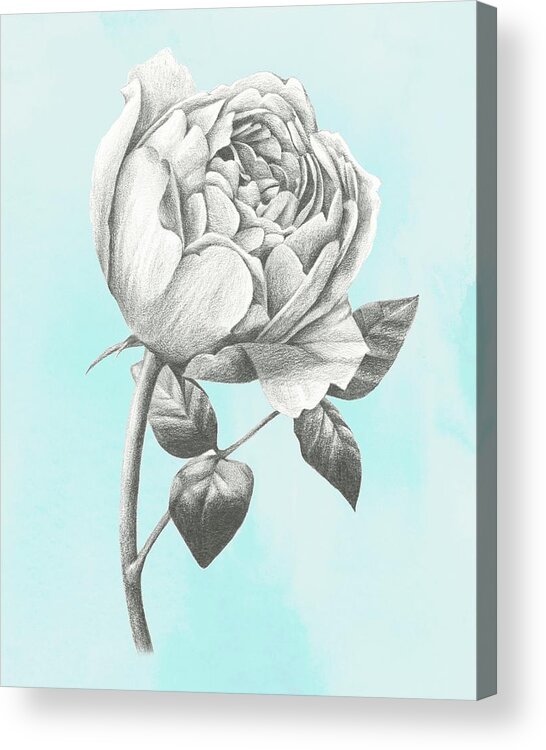 Botanical & Floral Acrylic Print featuring the painting Graphite Rose II #1 by Grace Popp