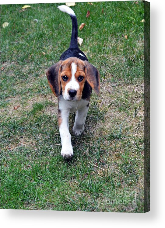 Beagle Puppy Acrylic Print featuring the photograph Hermine The Beagle by Thomas Schroeder