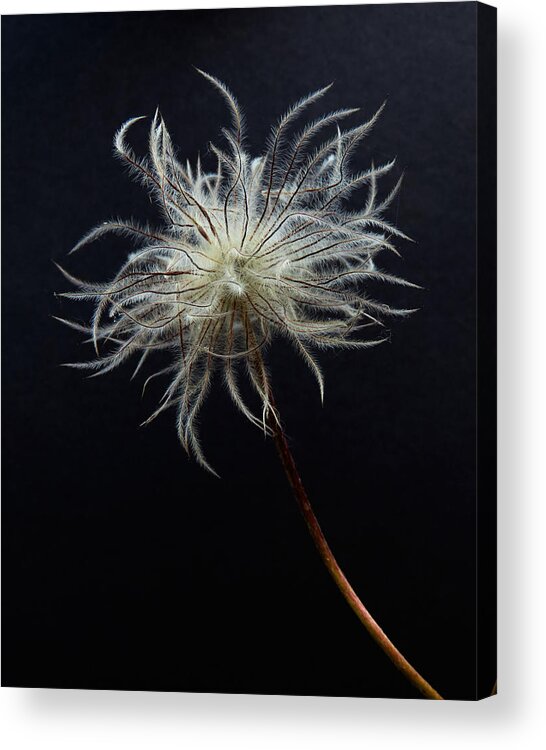 Seed Head Acrylic Print featuring the photograph Out Of The Darkness #1 by Andy Stevens
